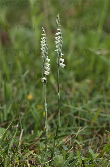 Autumn lady's-tresses (Spiranthes spirales)