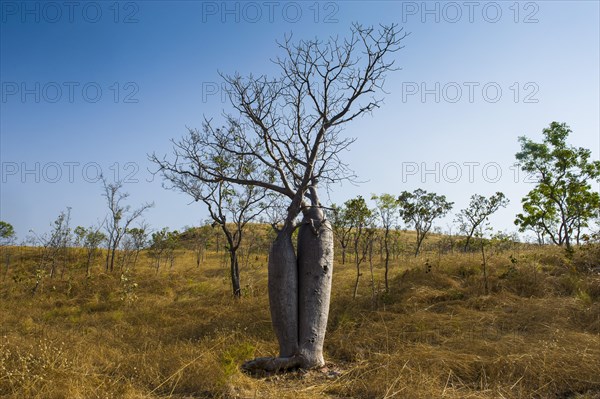 Tree couple