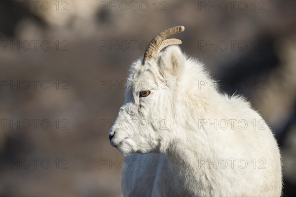 Dall Sheep (Ovis dalli)