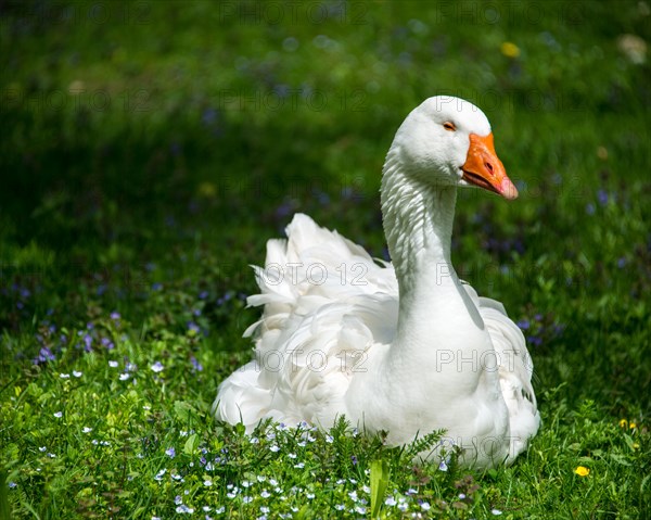 White goose (Anser anser formes domestica) on meadow