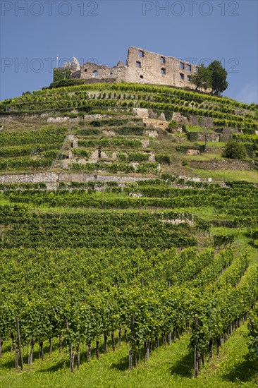 Vineyard with Staufen Castle ruins