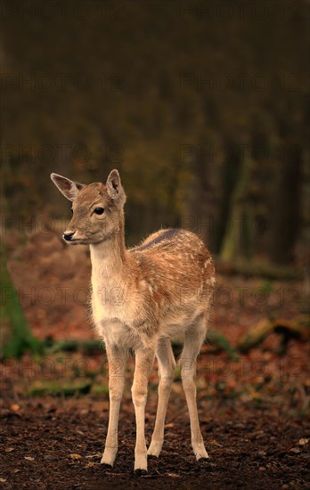 Fallow Deer (Dama dama)