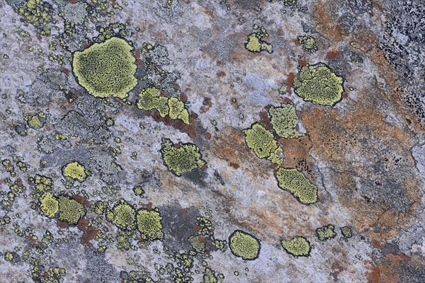 A stone overgrown with lichen in a Fjell landscape