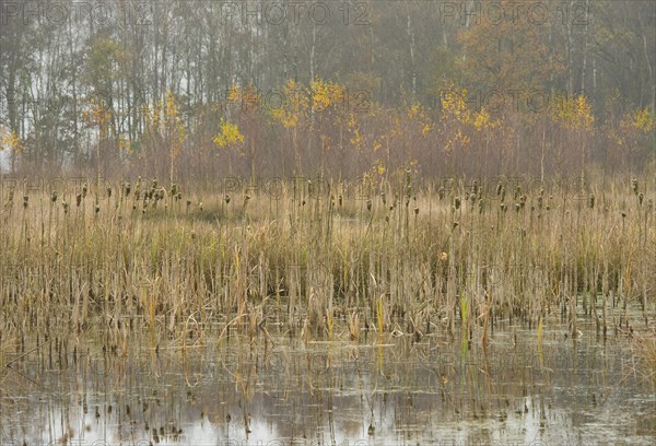 Moor autumn landscape with broadleaf cattail (Typha latifolia)