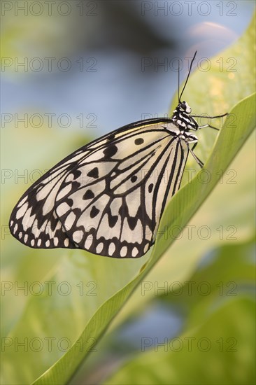 Paper Kite (Idea leuconoe)