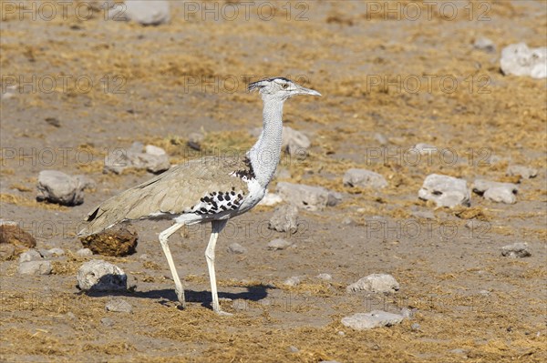 Kori Bustard (Ardeotis kori)