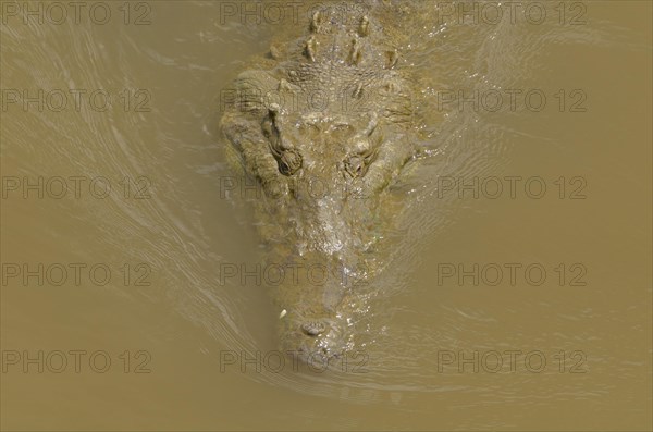 American Crocodile (Crocodylus acutus) in the Rio Grande de Tarcoles