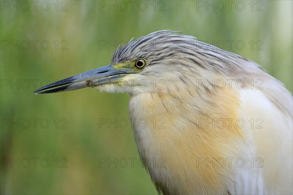 Squacco Heron (Ardeola ralloides)