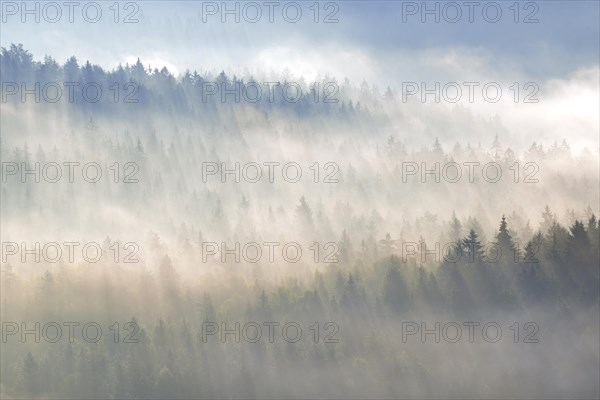 Fog over the treetops in the morning light