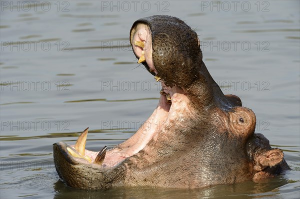 Hippopotamus (Hippopotamus amphibicus)