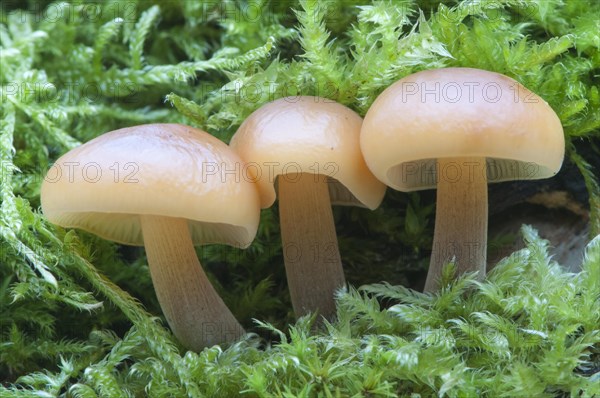 Winter Mushrooms or Enoki Mushrooms (Flammulina velutipes)