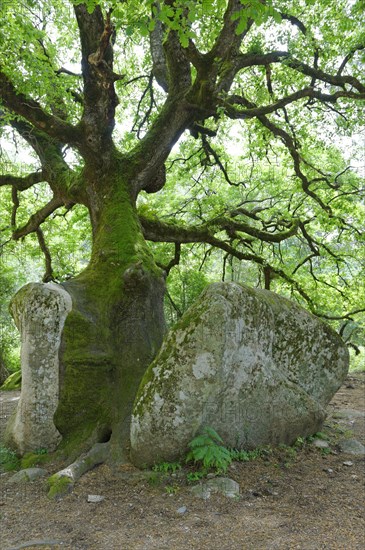 Mighty old oak (Quercus sp.) splitting a stone