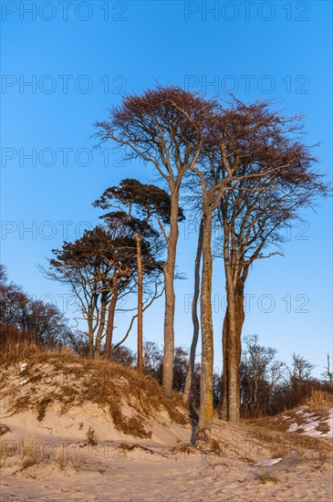 Copse of beech trees on the dune 'Ostseedune'