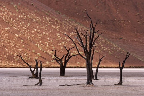 Dead camel thorn trees (Vachellia erioloba)