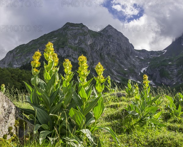 Great Yellow Gentian (Gentiana lutea)