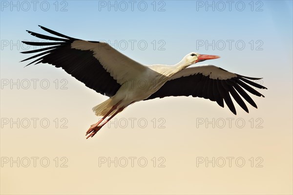 White Stork (Ciconia ciconia)