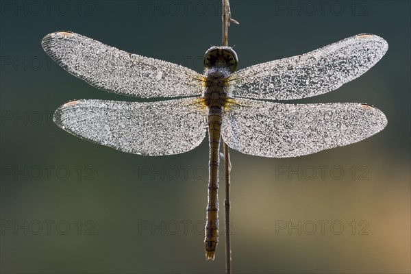 Common darter dragonfly (Sympetrum striolatum)