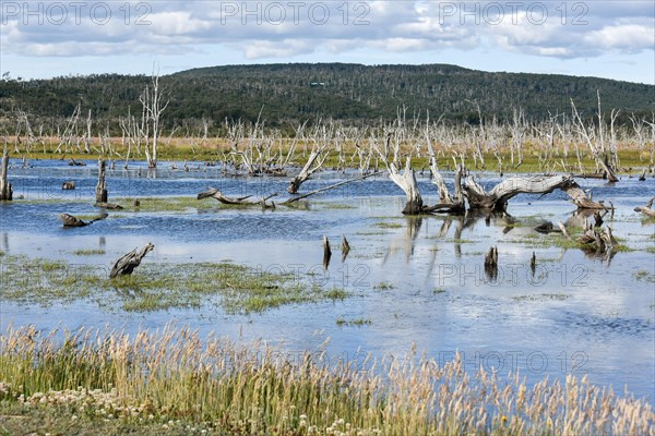 Marshland in Tierra del Fuego National Park