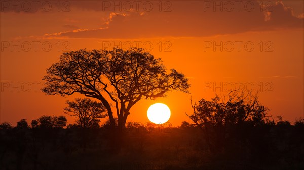 Umbrella thorn acacia (umbrella acacia tortilis) at sunset