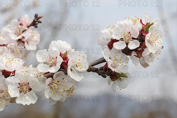 Flowering apricot tree (Prunus armeniaca)
