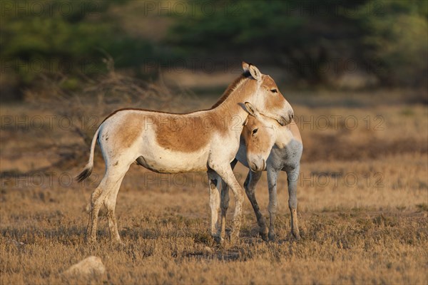 Onagers or Asiatic wild asses (Equus hemionus)