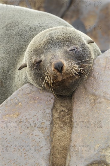 Brown Fur Seal (Arctocephalus Pusillus) adult animal between a rock