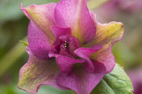 Green Hellebore (Helleborus orientalis)