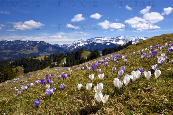 Meadow with flowering Crocuses (Crocus vernus)
