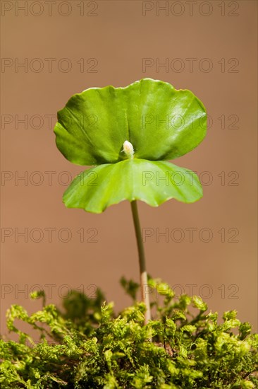 European beech (Fagus sylvatica)