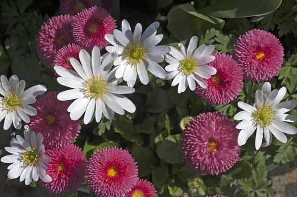 Balkan anemones (Anemone blanda) and Daisies (Bellis perennis)