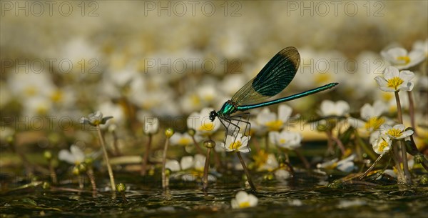 Banded demoiselle (Calopteryx splendens)