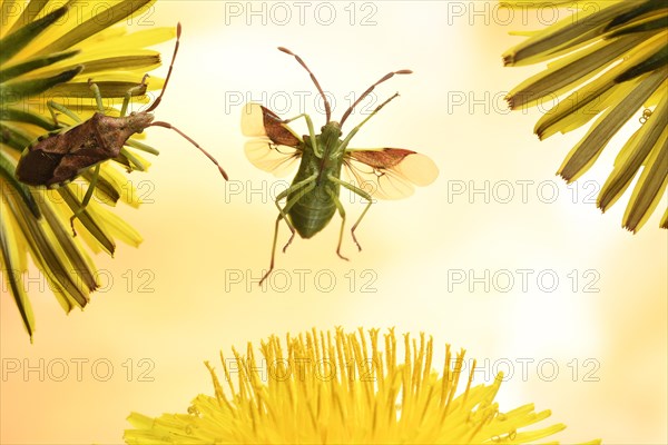 Box bug (Gonocerus acuteangulatus) in flight at a Dandelionflower (Taraxacum sect. Ruderalia)