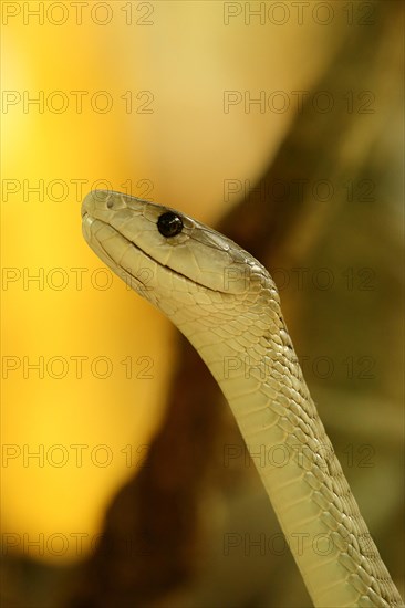 Black mamba (Dendroaspis polylepis)