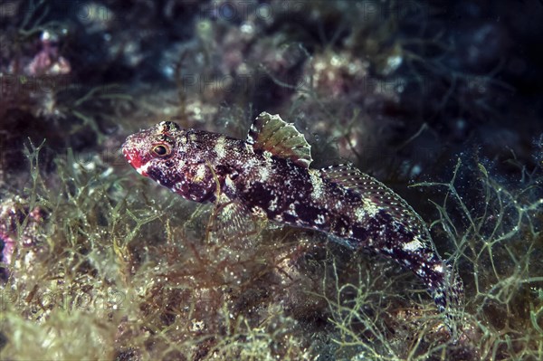 Red-mouthed goby (Gobius cruentatus)