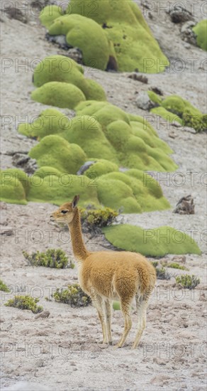 Vicuna or Vicugna (Vicugna vicugna) with Yareta or Llareta cushion plants (Azorella compacta)