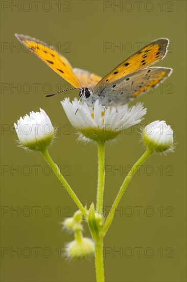 Large Copper (Lycaena dispar)