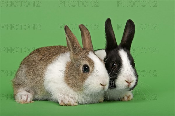 Two Dutch rabbits