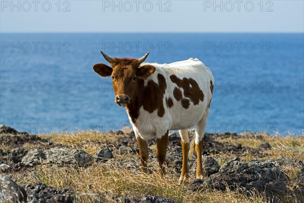 Cattle on the Pacific coast