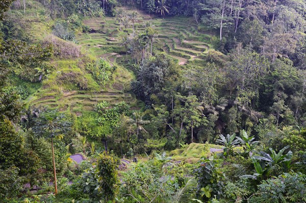 Rice terraces near Tegallalang