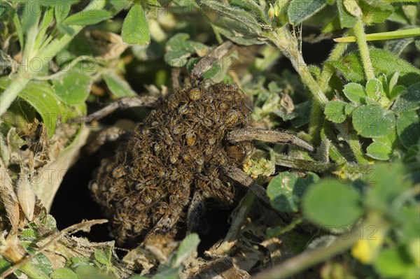 South Russian Tarantula (Lycosa singoriensis) carrying spiderlings on the back