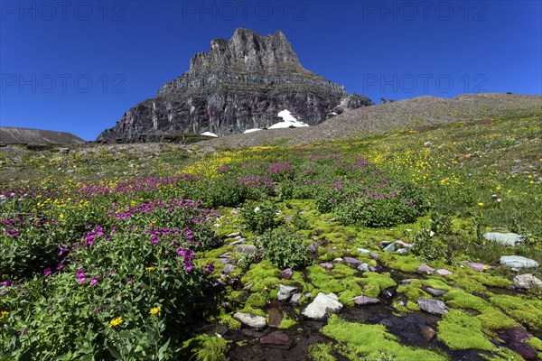 Blooming mountain flowers in front of the Clements Mountains