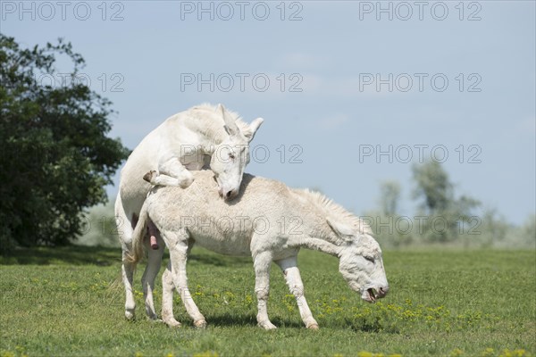 Austria-Hungarian white donkey or Baroque Donkey (Equus asinus asinus)