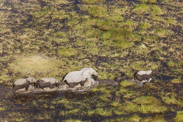 African Elephants (Loxodonta africana)
