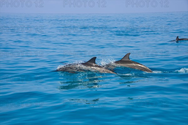 Bottlenose Dolphins (Tursiops truncatus)