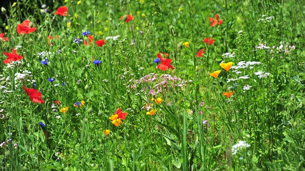 Wildflower meadow