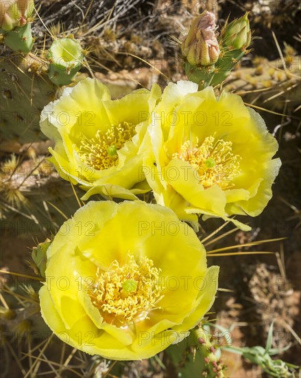 Prickly Pear Cactus (Opuntia fragilis)