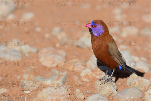 Violet-eared Waxbill (Uraeginthus granatina)