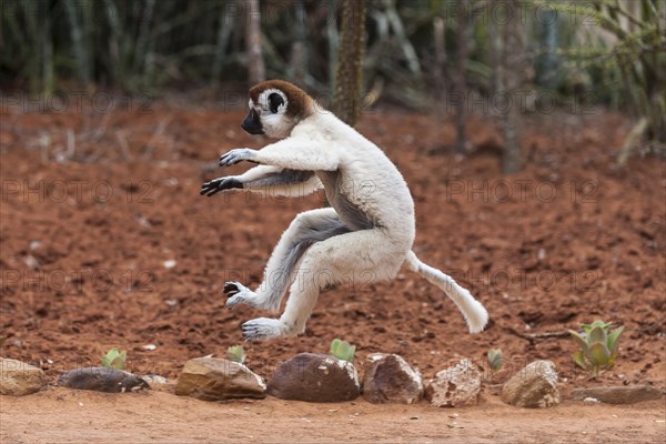 Jumping Verreaux's sifaka (Propithecus verreauxi)