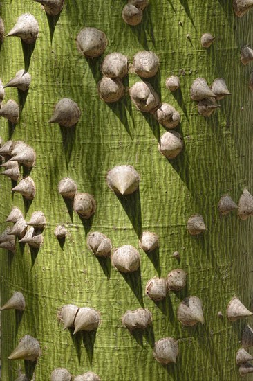 Kapok tree (Ceiba sp.)