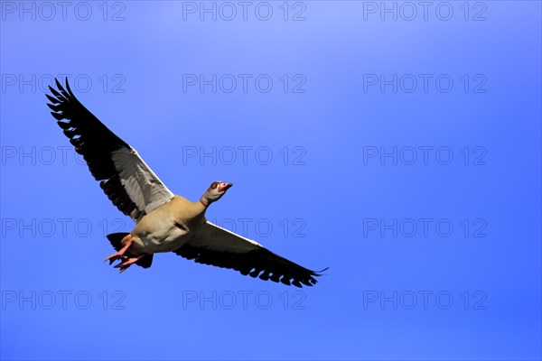 Egyptian Goose (Alopochen aegyptiacus)